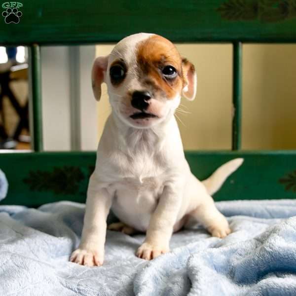 Posey, Jack-A-Ranian Puppy